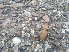 Pycnogaster cucullatus