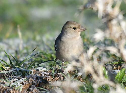 African Chaffinch (Fringilla spodiogenys), photo 7