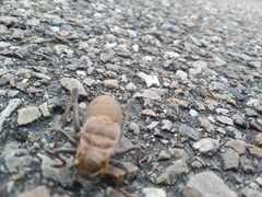 Pycnogaster cucullatus