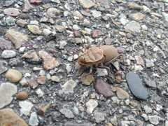 Pycnogaster cucullatus