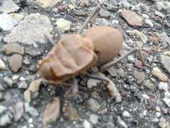 Pycnogaster cucullatus