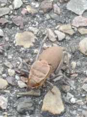 Pycnogaster cucullatus