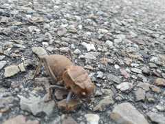 Pycnogaster cucullatus