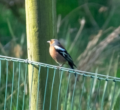 Fringilla coelebs