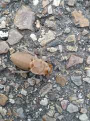 Pycnogaster cucullatus