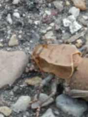 Pycnogaster cucullatus