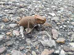 Pycnogaster cucullatus