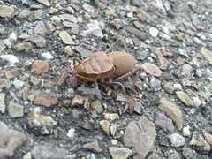 Pycnogaster cucullatus