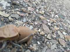 Pycnogaster cucullatus