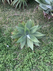 Agave attenuata