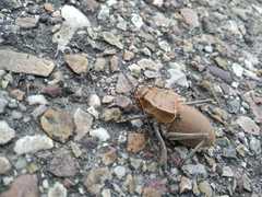 Pycnogaster cucullatus