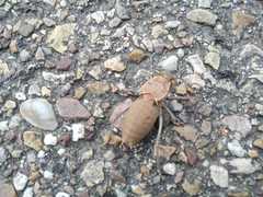 Pycnogaster cucullatus