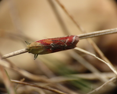 Ancylosis cinnamomella