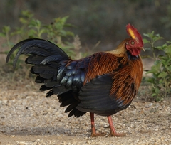 Sri Lanka Junglefowl photo 2