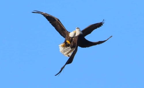 Bald Eagle photographed in Minnesota