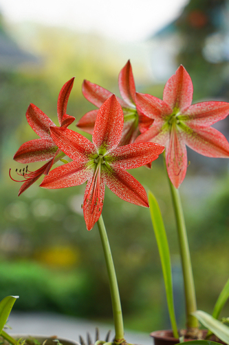 Hippeastrum pardinum · iNaturalist Mexico