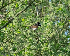 Emberiza schoeniclus