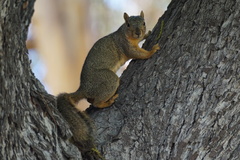 Sciurus niger