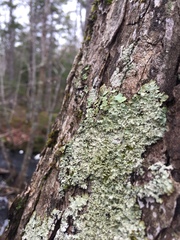 Punctelia appalachensis