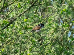Emberiza schoeniclus