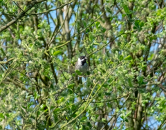 Emberiza schoeniclus