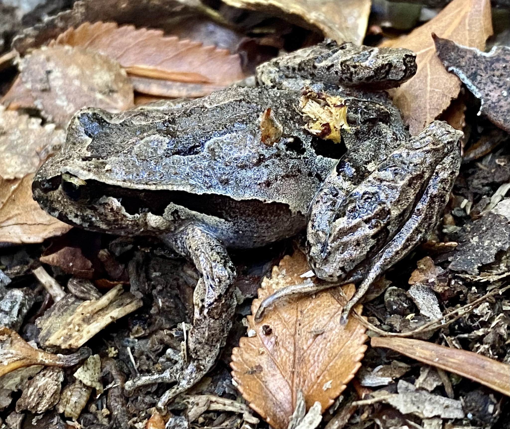 Eupsophus calcaratus (Günther, 1881)