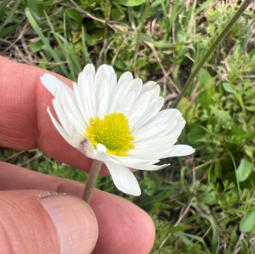 Image of Carolina Anemone (Anemone caroliniana) by (c) Andy Jordan, some rights reserved (CC BY)