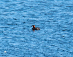 Tachybaptus ruficollis