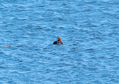 Tachybaptus ruficollis