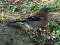 Fringilla coelebs