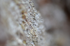 Chaenotheca ferruginea