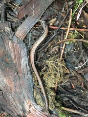 Batrachoseps gregarius