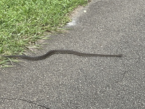 Spotted Python sighting