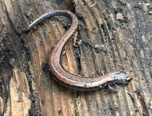 iNaturalist observation photo of Gregarious Slender Salamander