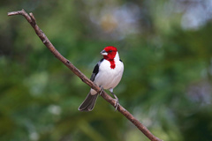 Red-Cowled Cardinal photo 3