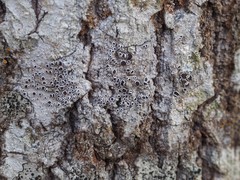 Lecanora populicola