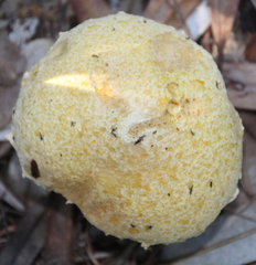 Austroboletus niveus