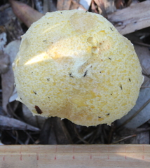 Austroboletus niveus