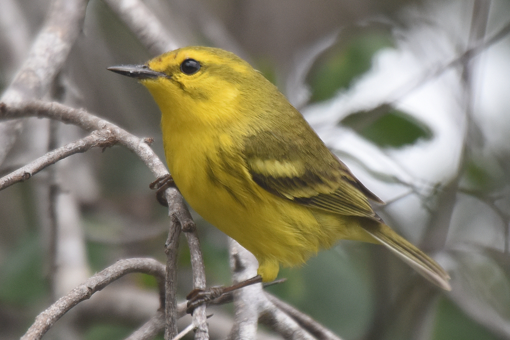 Vitelline Warbler