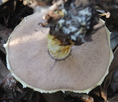 Austroboletus niveus