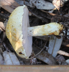 Austroboletus niveus
