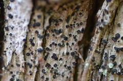 Cresponea chloroconia