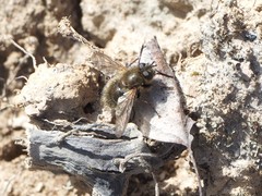 Tachina ursina