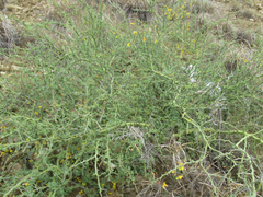 Parkinsonia texana