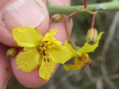 Parkinsonia texana