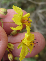 Parkinsonia texana