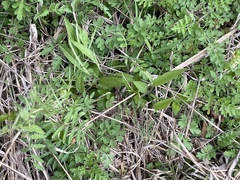 Aristolochia erecta, photograph Chet Burrier, CC BY, iNaturalist via GBIF