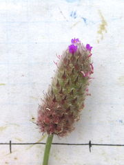Dalea emarginata