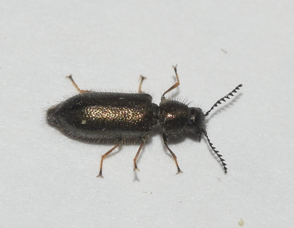 Aplocnemus lencinai