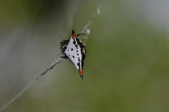 Acrosomoides acrosomoides